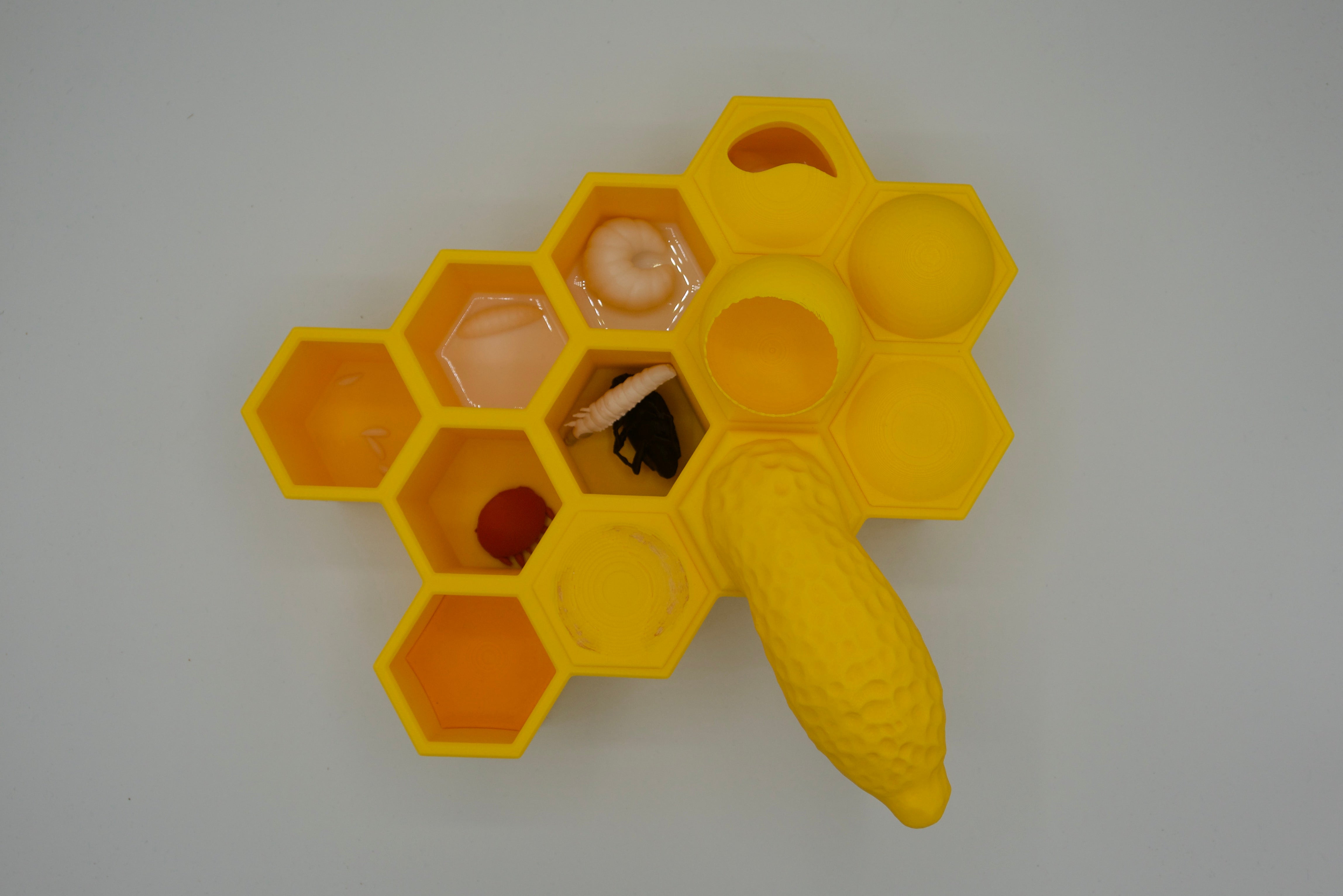 BuzzBox - Beehive educational model